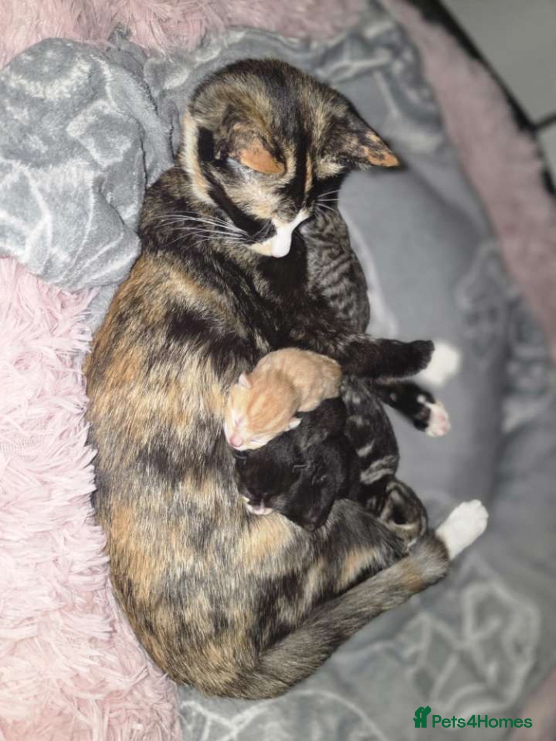 Mixed Breed cats for sale: 1 ginger male and 1 black male - Image 4