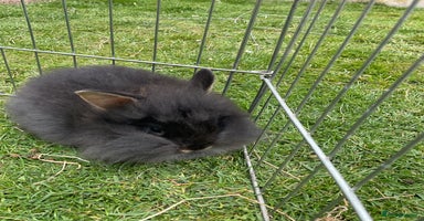 Mixed Breed rabbits for sale in Goole - Advert 7