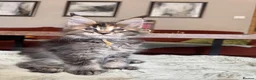 Maine Coon cats for sale: Superb quality Maine coon girls  - Advert 15