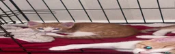 Mixed Breed cats for sale: READY 2 LEAVE NOW 4girls 2boys - Advert 14