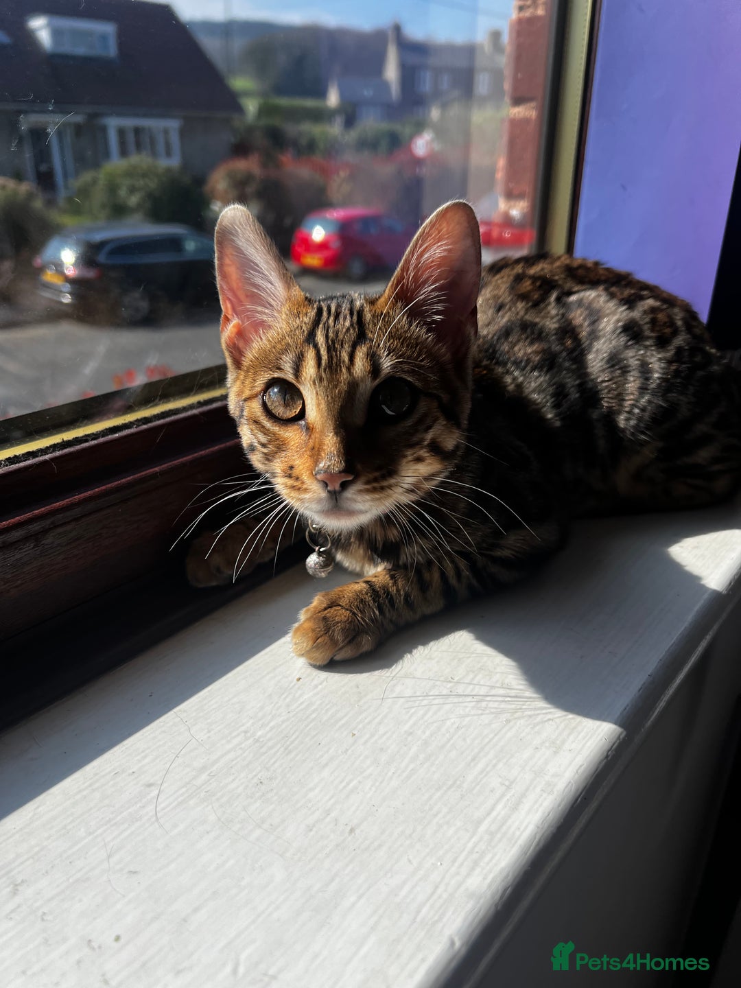 Bengal cats for sale: 1 year old female Bengal - Advert 6