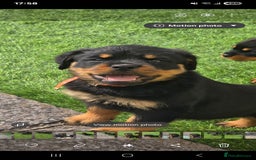 Rottweiler dogs for sale: Top quality European bloodlines rottweiler Puppies - Image 13