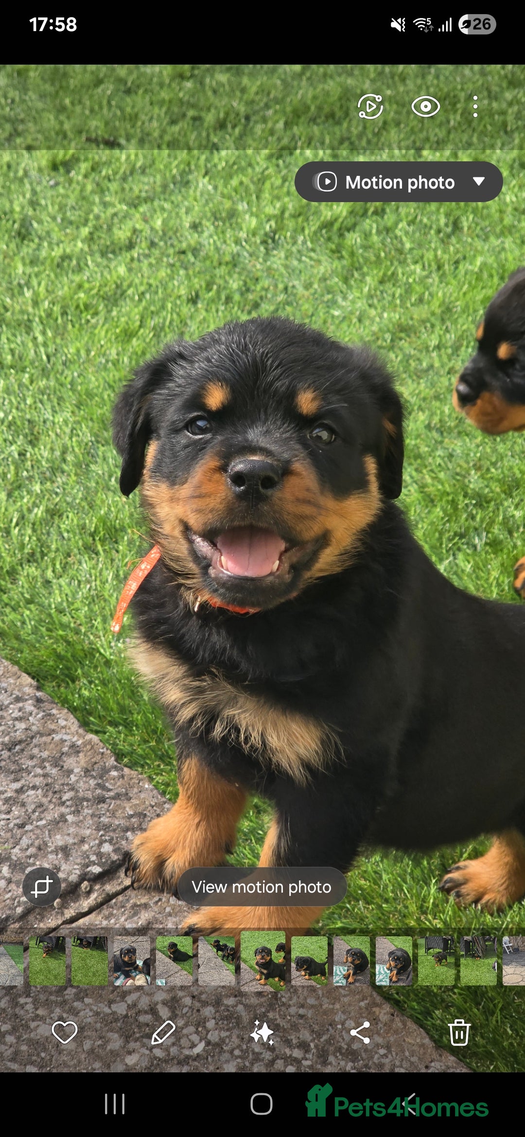 Rottweiler dogs for sale: Top quality European bloodlines rottweiler Puppies - Image 13