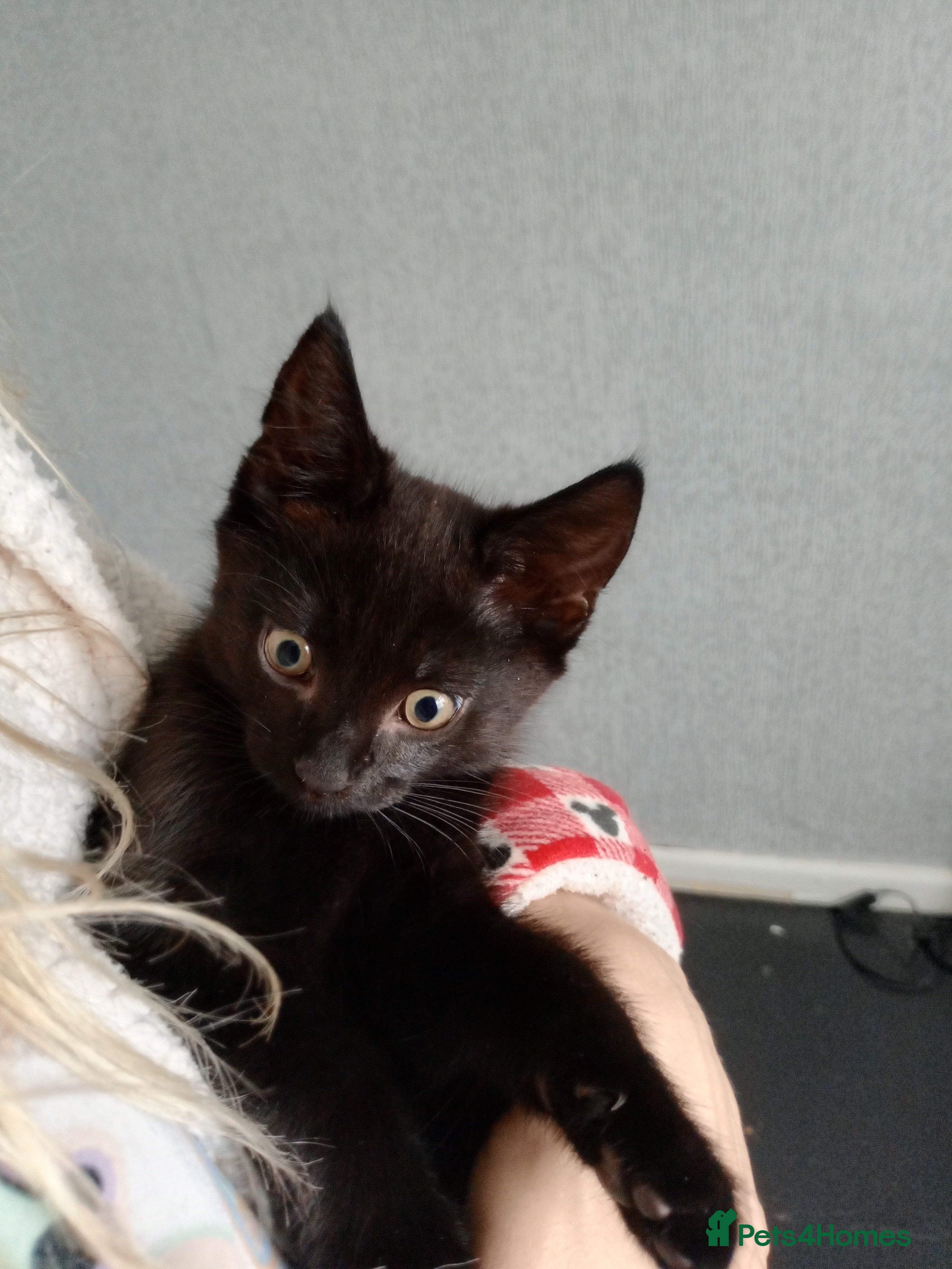 Mixed Breed cats Female Maincoone cross kitten  - Advert 2