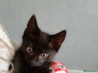 Mixed Breed cats - Advert 18