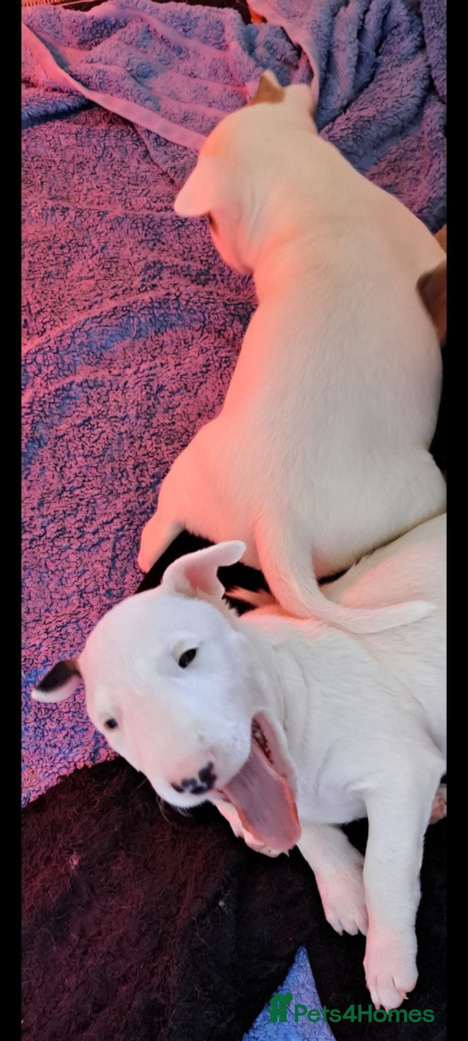 Bull Terrier dogs 2 female bull terriers ready for new home - Advert 4