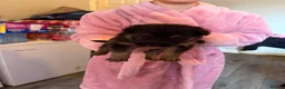 German Shepherd dogs for sale: German shepherd puppies only 4 left  - Advert 16