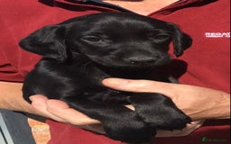 Cockerdor dogs for sale: AMAZING COCKERDOR/COCKADOR PUPPIES - Image 20