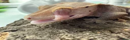 Mixed Breed reptiles for sale: various geckos! - Advert 4
