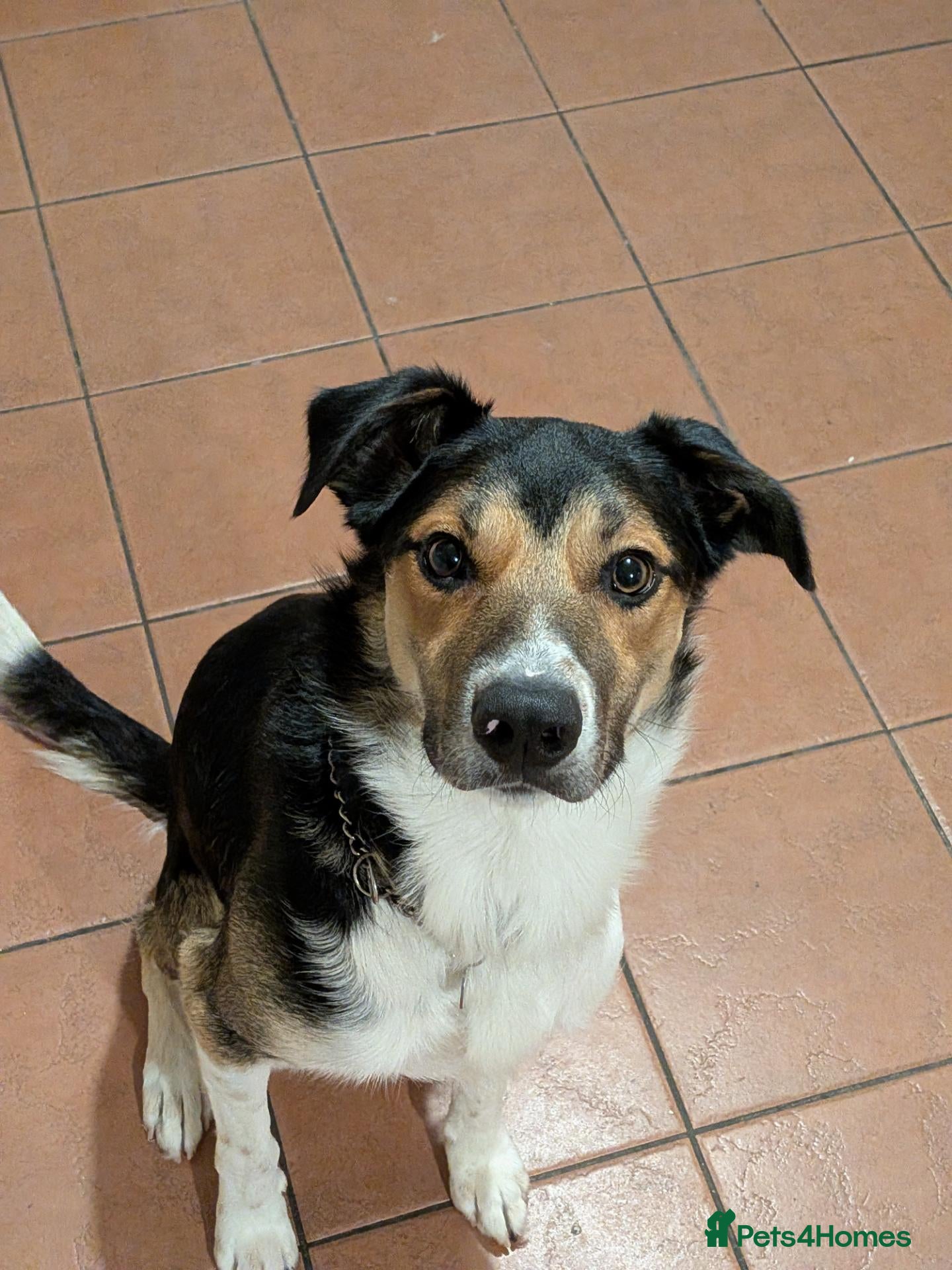 Mixed Breed dogs Nugget  - Advert 1