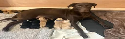 Goldador dogs for sale: 🐾 Beautiful Goldador Puppies 🐾 in Rotherham - Advert 1