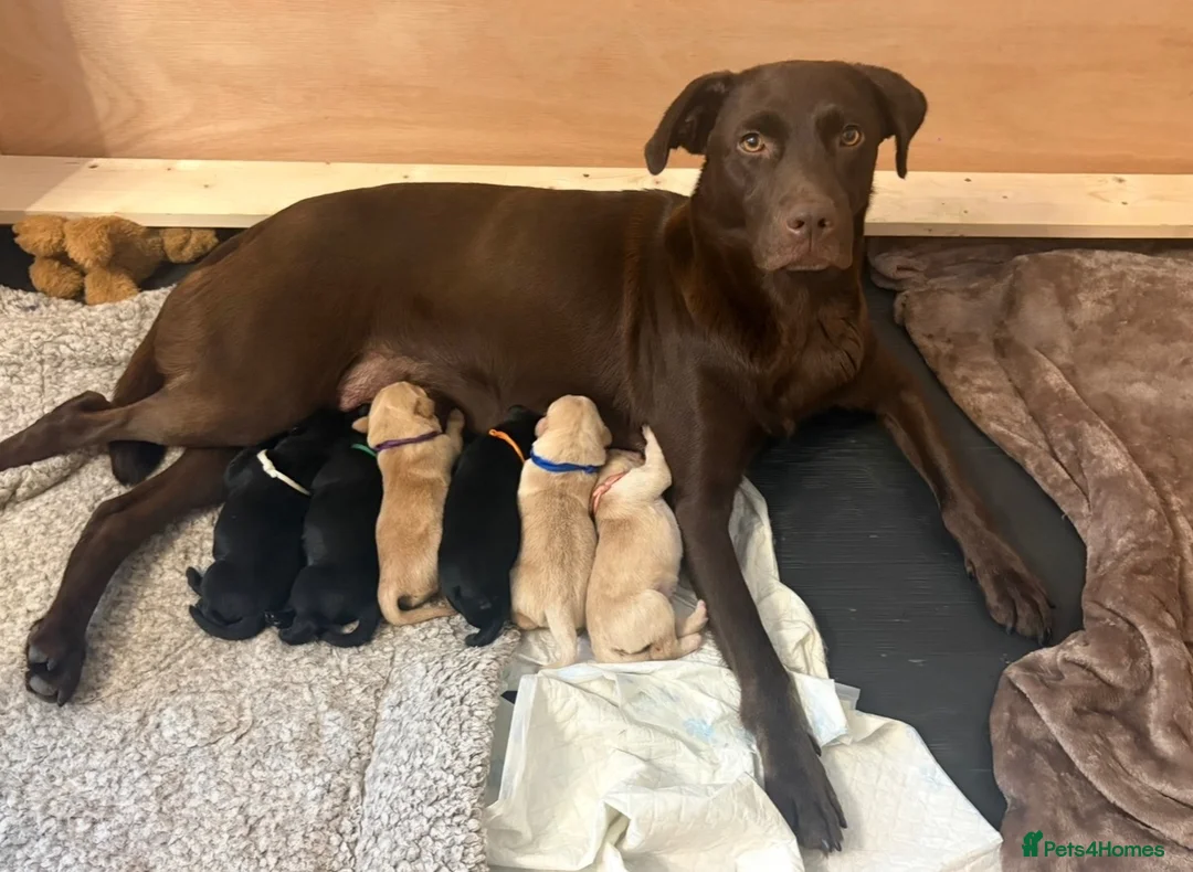 Goldador dogs for sale: 🐾 Beautiful Goldador Puppies 🐾 in Rotherham - Advert 1