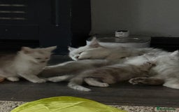 Maine Coon cats for sale: Outstanding Blue Silver Shaded Maine Coon Kittens - Image 2