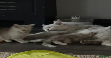 Maine Coon cats - Advert 4