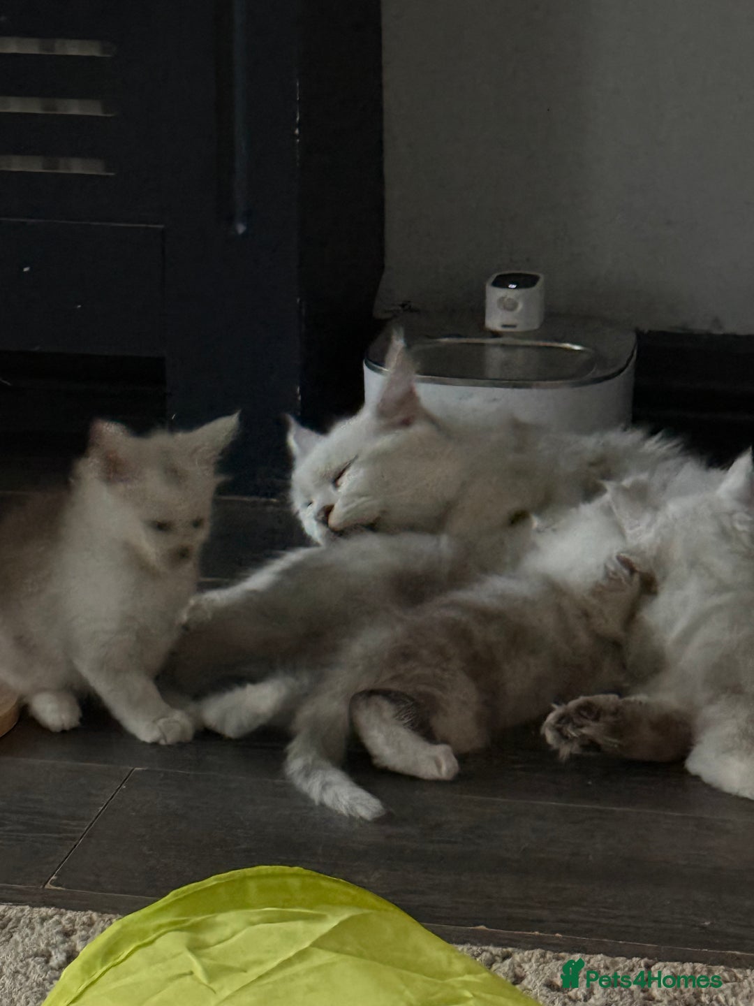 Maine Coon cats for sale: Outstanding Blue Silver Shaded Maine Coon Kittens - Image 2