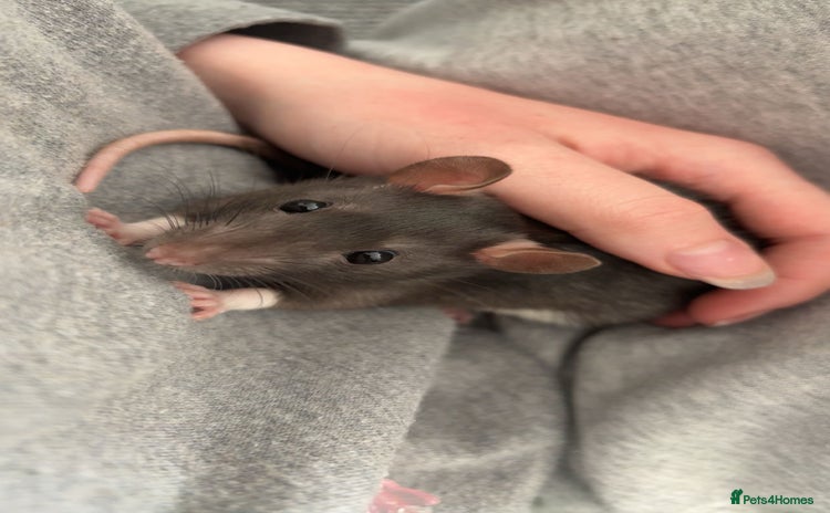 Rat rodents - Advert 1