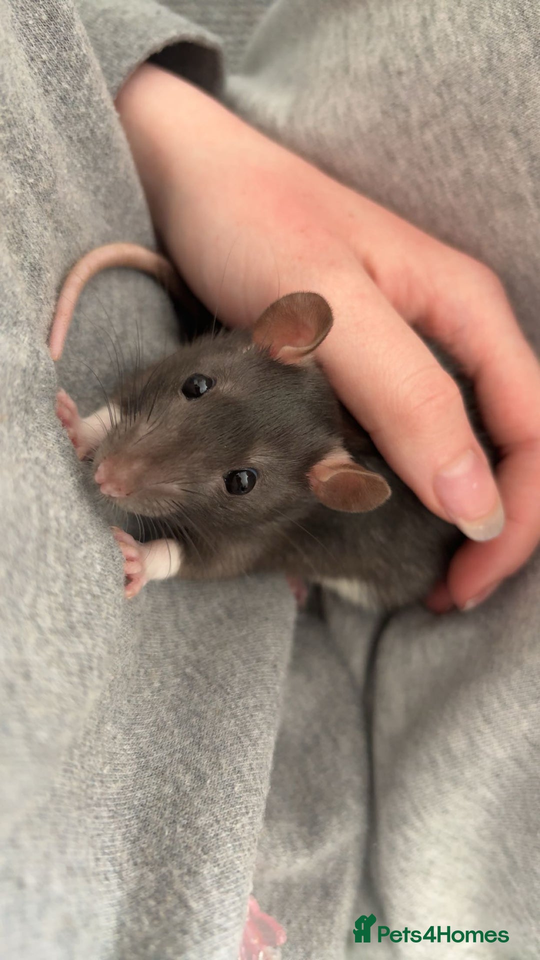 Rat rodents for sale: 2 male rats  - Image 1