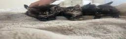 Siberian cats for sale: Siberian Cross breed, stunning litter of 5 kittens - Advert 12