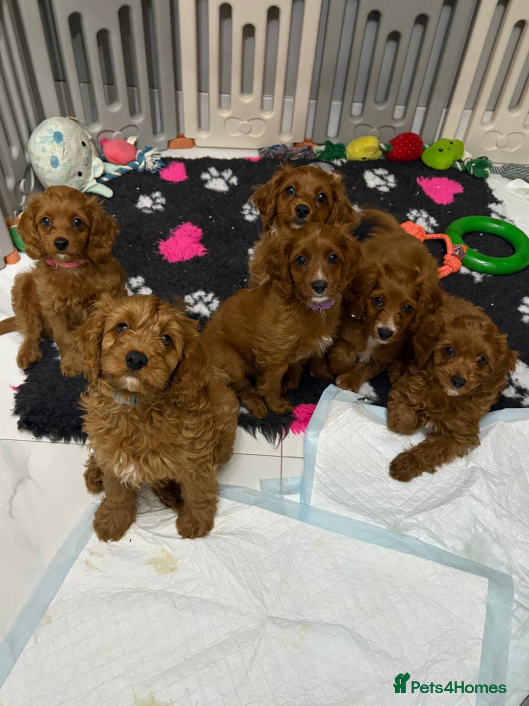 Cavapoo dogs for sale: Last pup left! F1 Cavapoo boy - Image 2