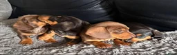 Dachshund dogs for sale: 9 Beautiful Dachshund Puppies for Sale in Pontypool - Advert 13