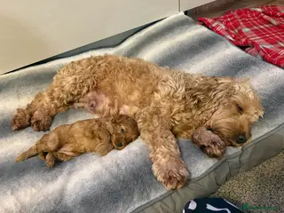 Cockapoo dogs F1 B cockapoo Puppy female - Advert 10