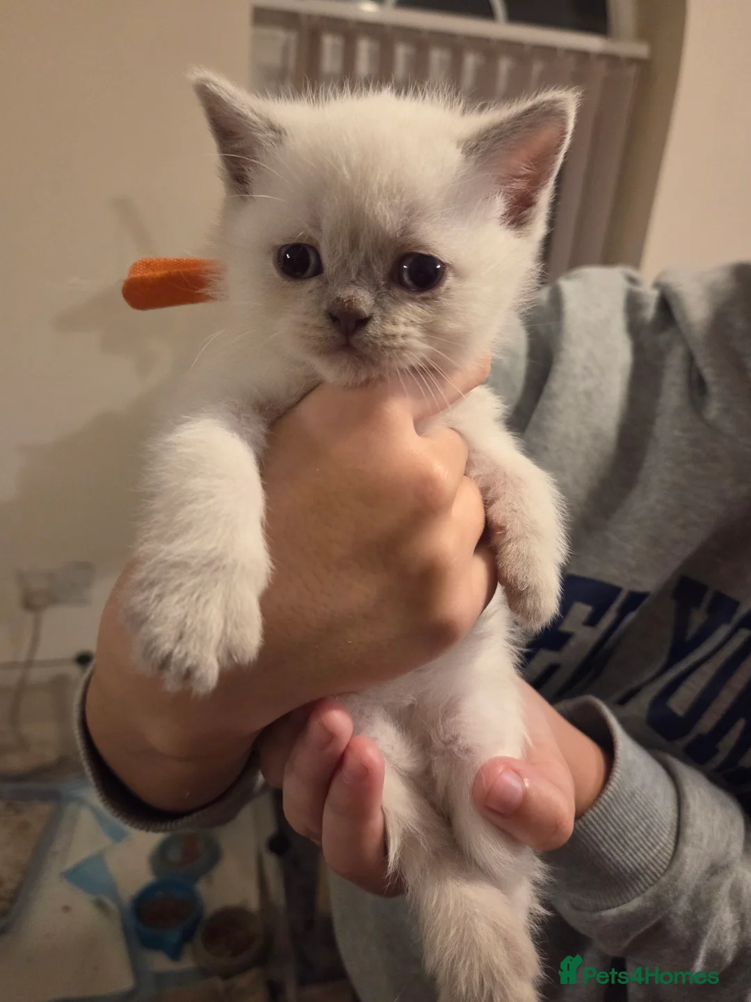 British Shorthair cats for sale: Colour point British short haired   in Derby - Advert 6