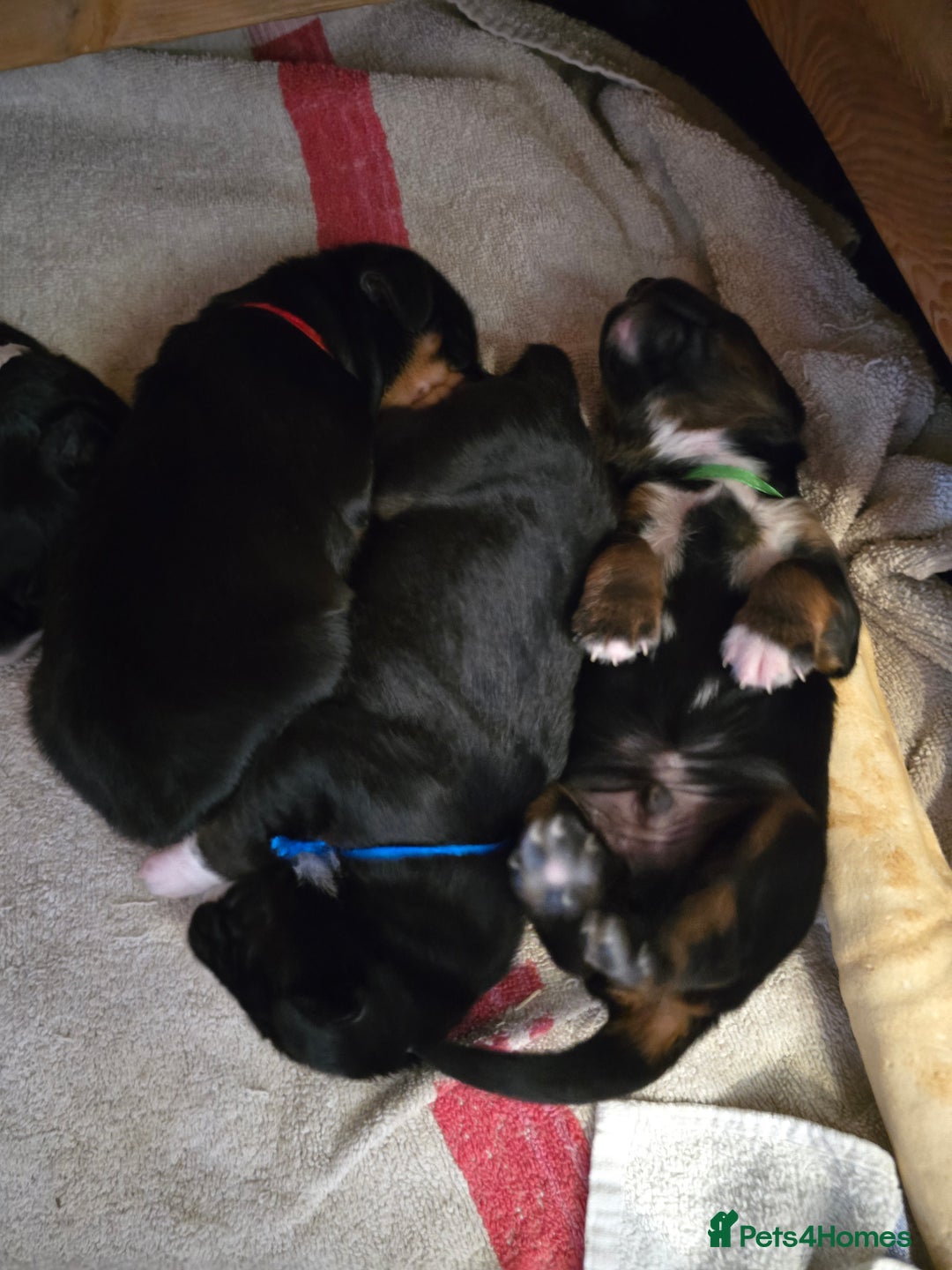 Mixed Breed dogs for sale: Sprocker puppies ready 10th Jan - Advert 3