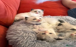 Ragdoll cats for sale: Chunky Quality EU Ragdoll babies - Image 17