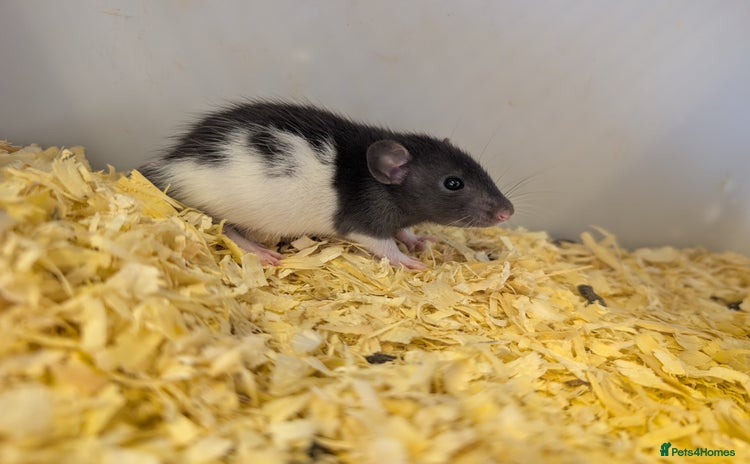 Rat rodents - Advert 6