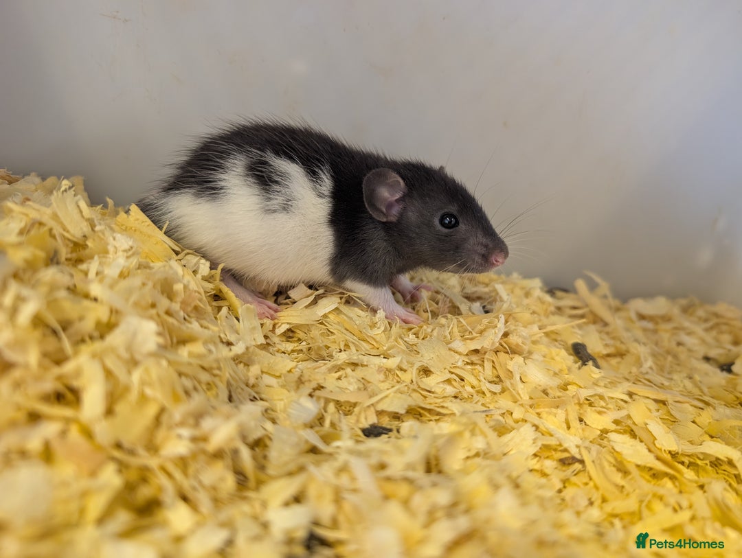 Rat rodents for sale: Fancy/rex rat - Image 1