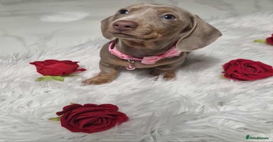 Dachshund dogs - Advert 3