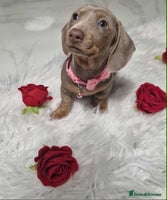 Dachshund dogs - Advert 3