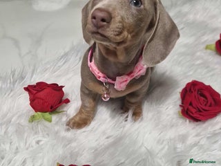 Dachshund dogs - Advert 3