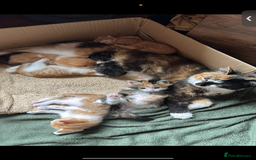 British Longhair cats for sale: 2 beautiful fluffy ginger kittens  - Image 3