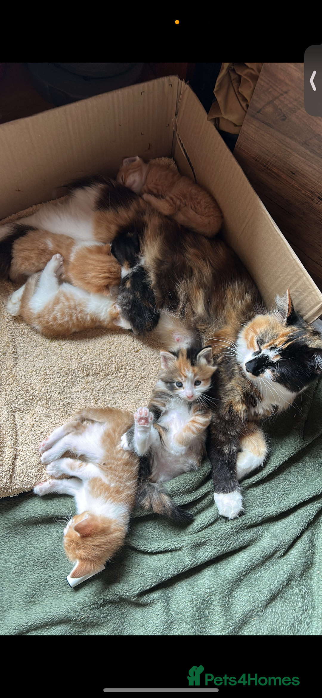 British Longhair cats for sale: 2 beautiful fluffy ginger kittens  - Image 3