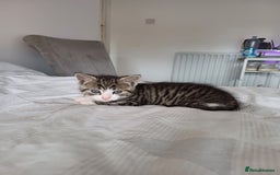 Mixed Breed cats for sale: Beautiful kittens - Image 23