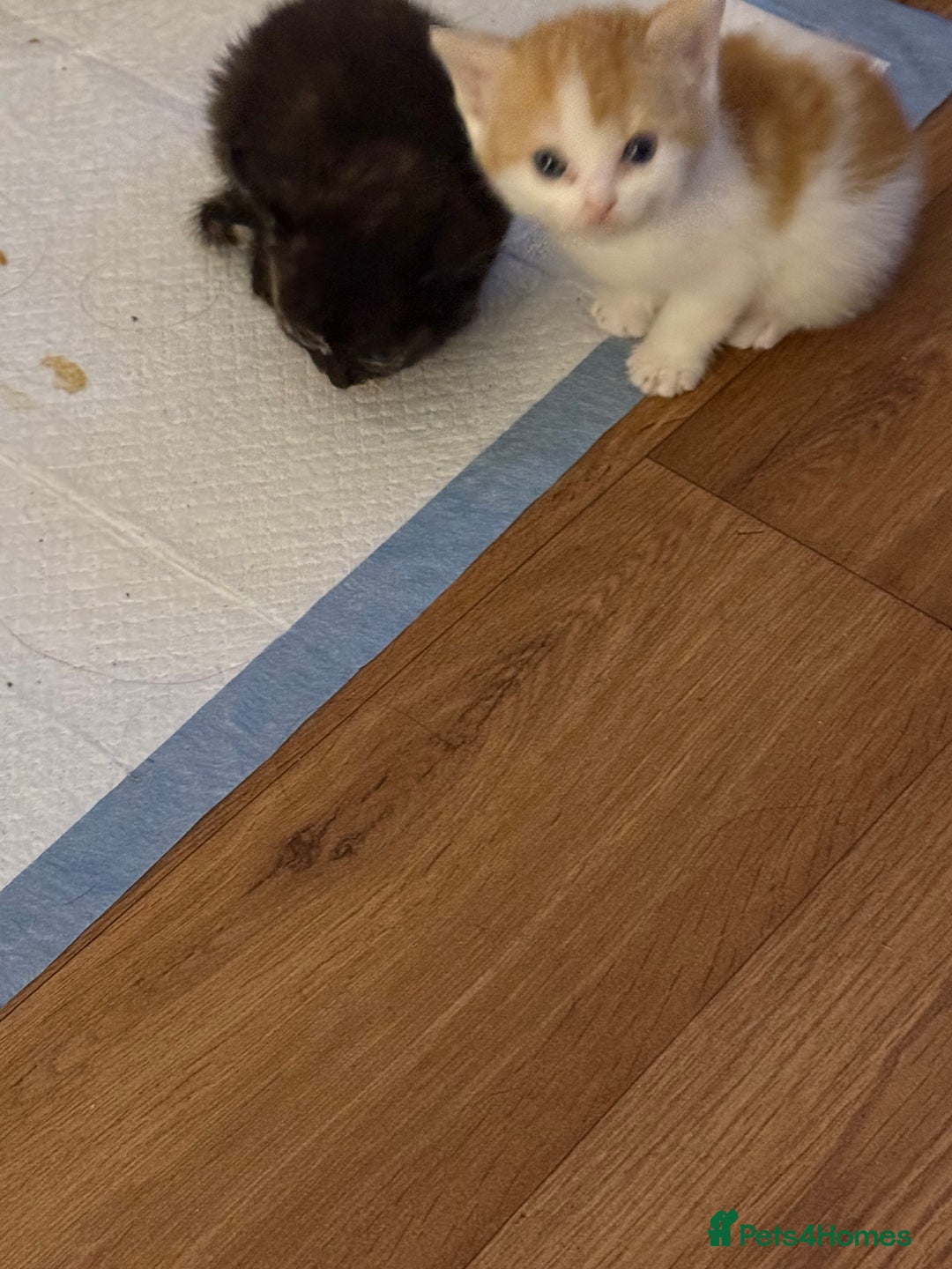 Domestic Shorthair cats for sale: 4 cute little kittens  - Image 5