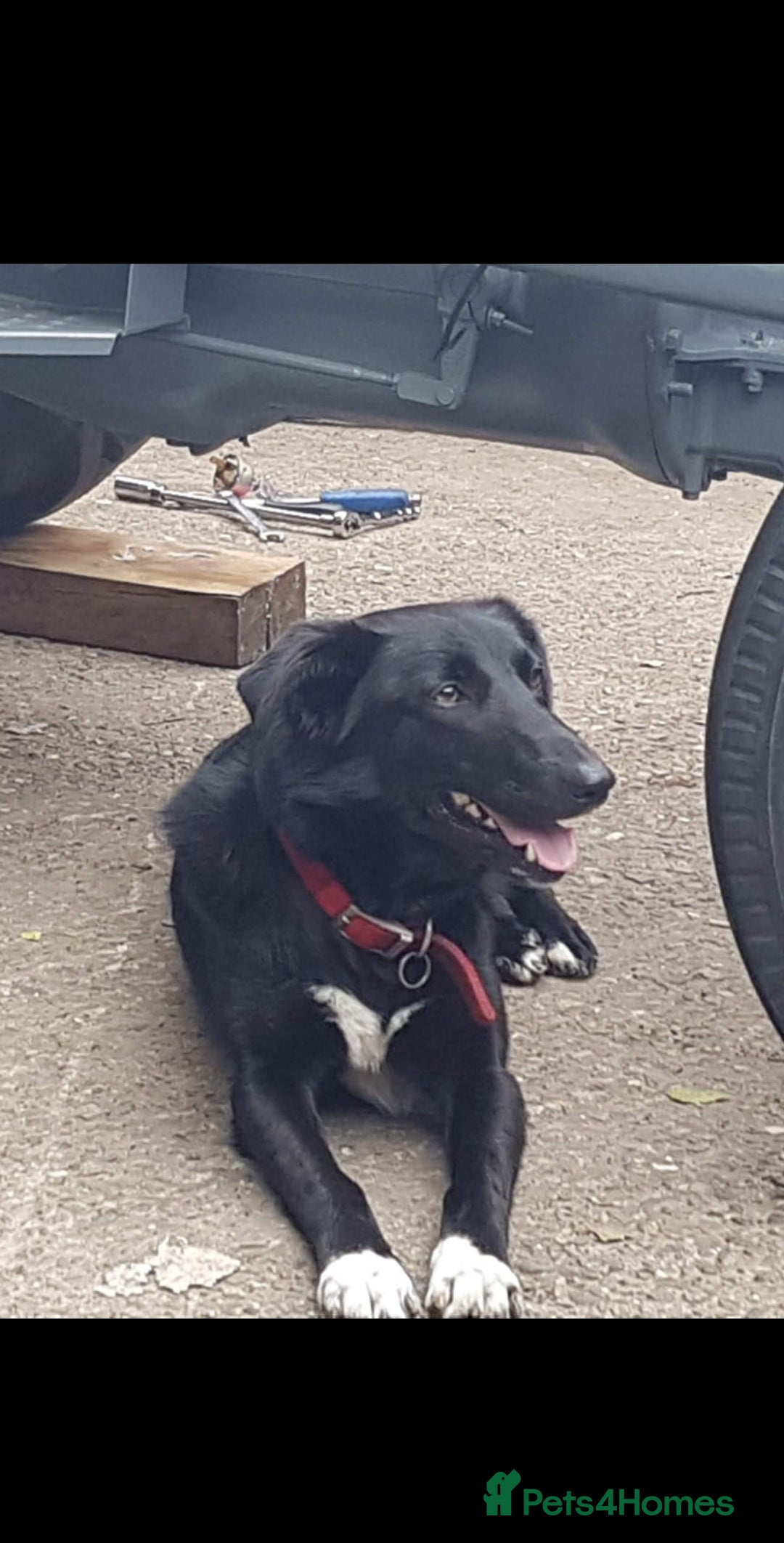 Gallery Image {{count}}