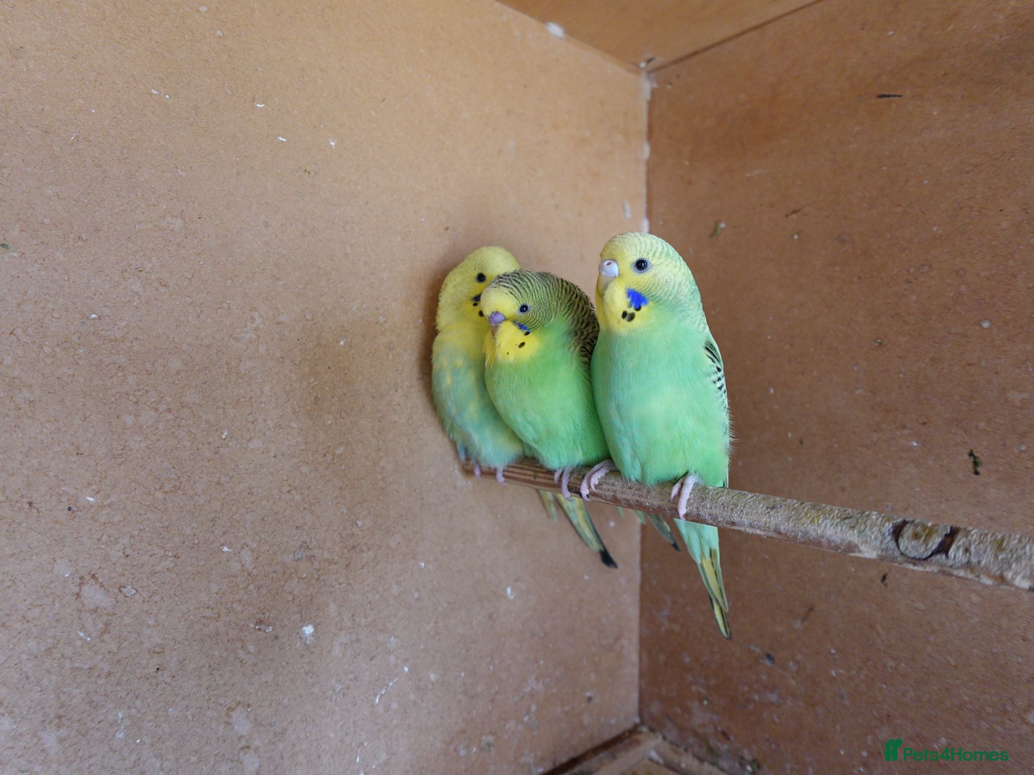 Budgerigars birds Baby Budgies For Sale. Born In May - Advert 1