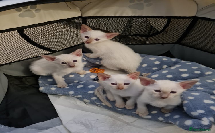 Siamese cats - Advert 10