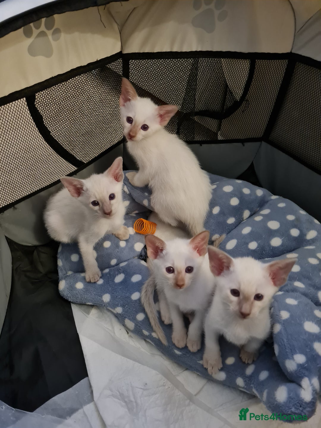 Siamese cats for sale: Siamese kittens 2 Chocolatepoint, 2 boys Bluepoint - Image 1