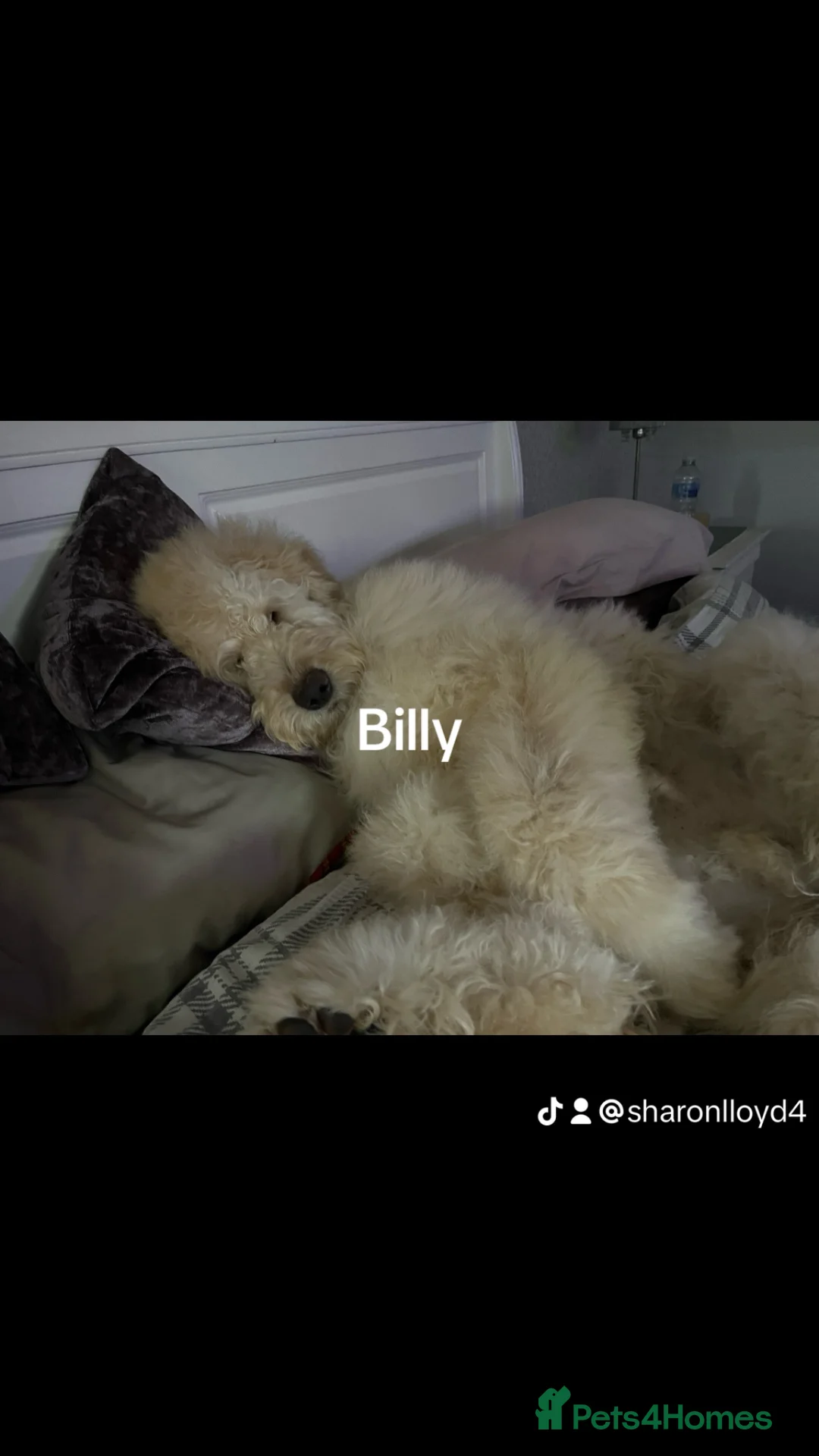 Goldendoodle dogs for stud: Billy F2 Goldendoodle - Advert 9