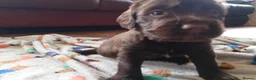 Sprocker dogs for sale: Sprocker boy available  - Advert 10