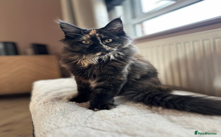 Maine Coon cats - Advert 15