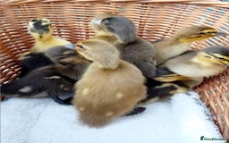 Ducks poultry for sale: Mixed Color Indian Runner Ducklings - Image 12