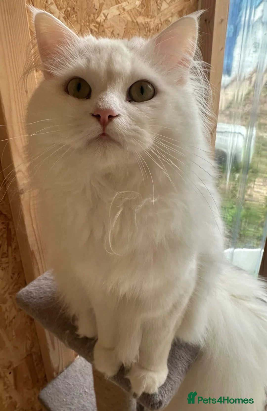 Mixed Breed cats for sale: Beautiful Maine coon x Persian boy  - Advert 4