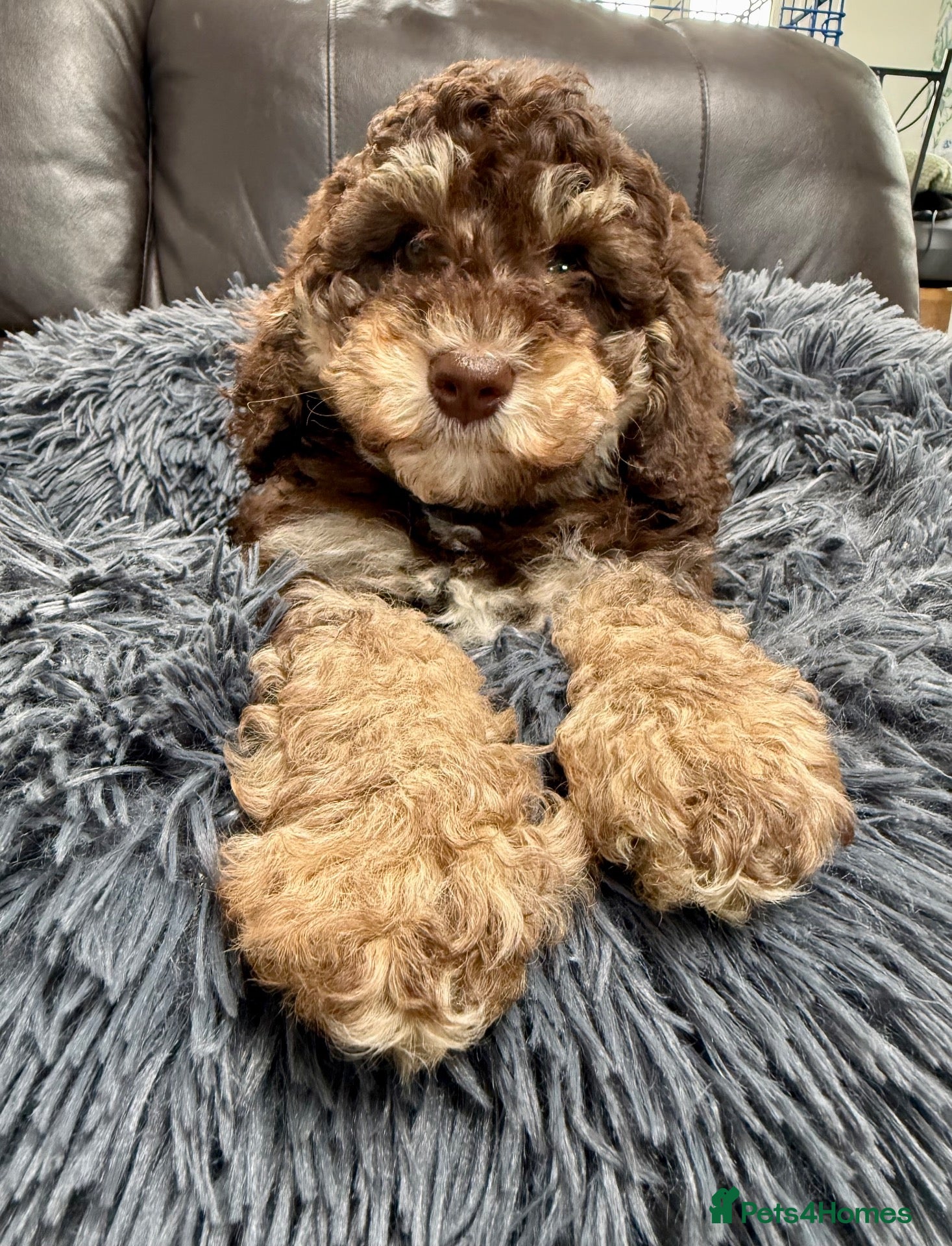 Cavapoo dogs Beautiful Cavapoo pups  - Advert 1
