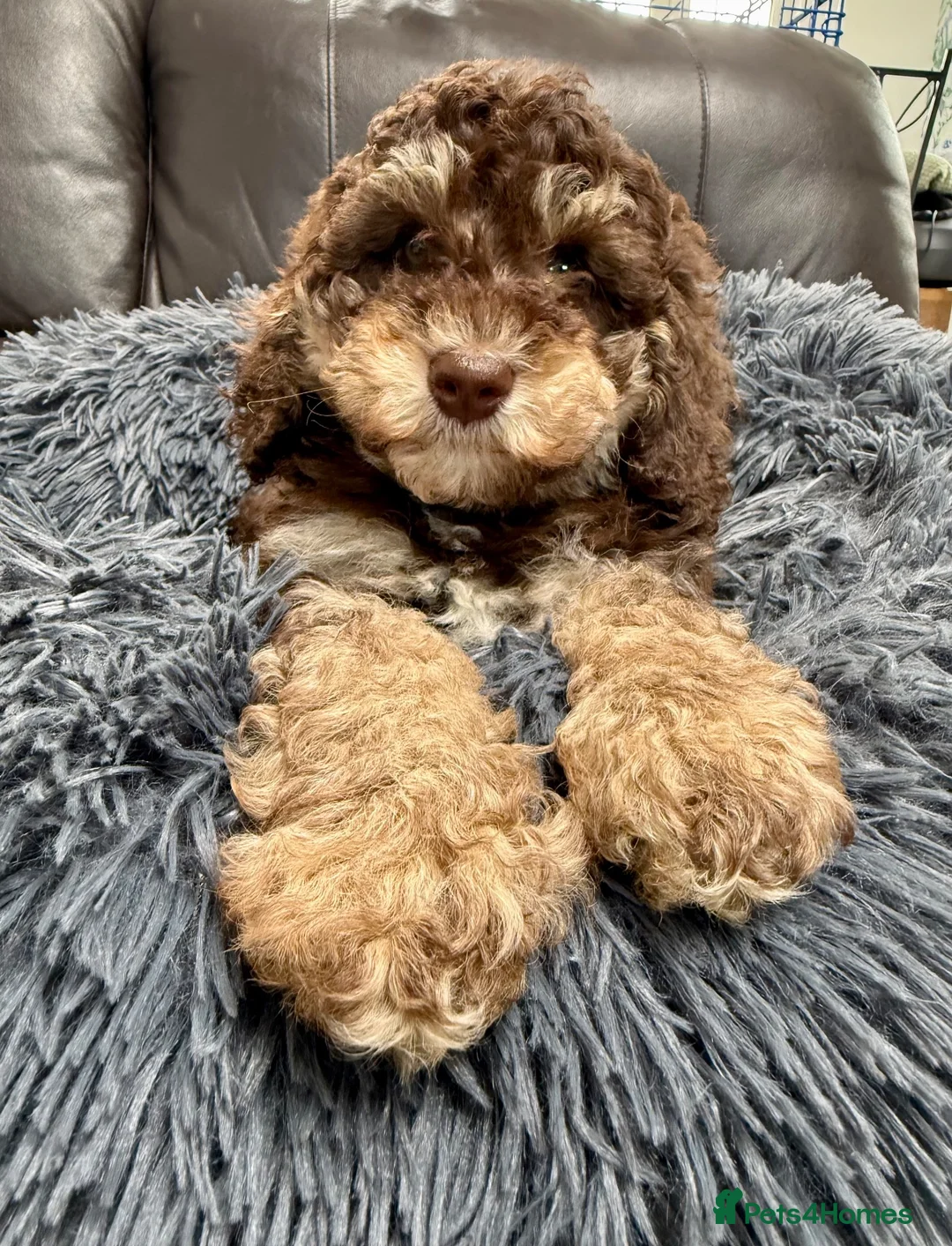Cavapoo dogs for sale: Beautiful Cavapoo pups  - Advert 1