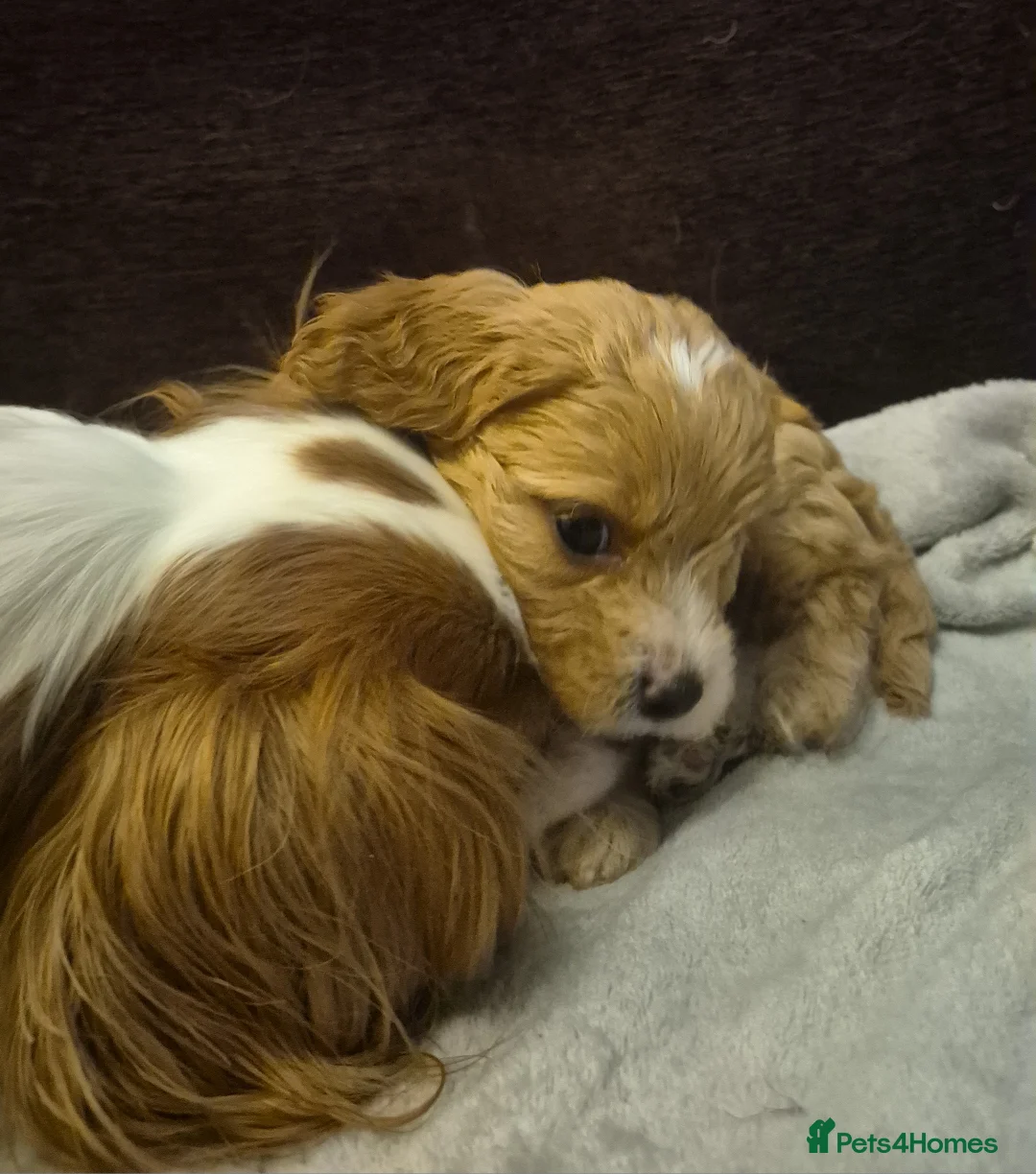 Cavapoo dogs for sale: Stunning Toy Cavapoo pups DNA Health tested CLEAR - Advert 6