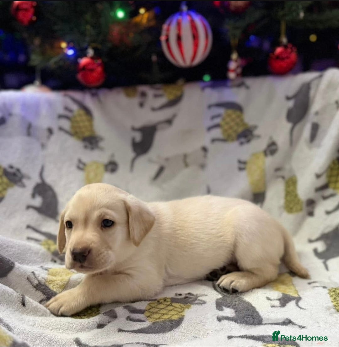 Labrador Retriever dogs for sale: Adorable Labrador Puppies–KC Registered - Advert 15